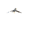 Storm hawk, as the game draws it